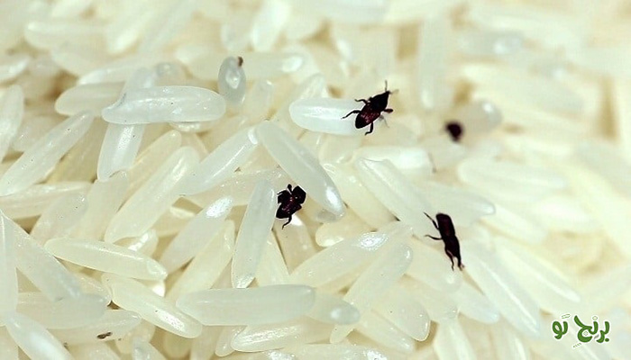 شپشک و حشرات برنج