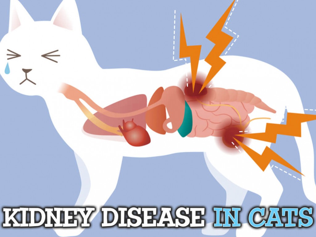 بیماری کلیوی مزمن در گربهها (Chronic Kidney Disease, CKD)