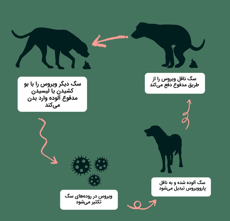 بیماری پاروویروس سگها (Canine Parvovirus)