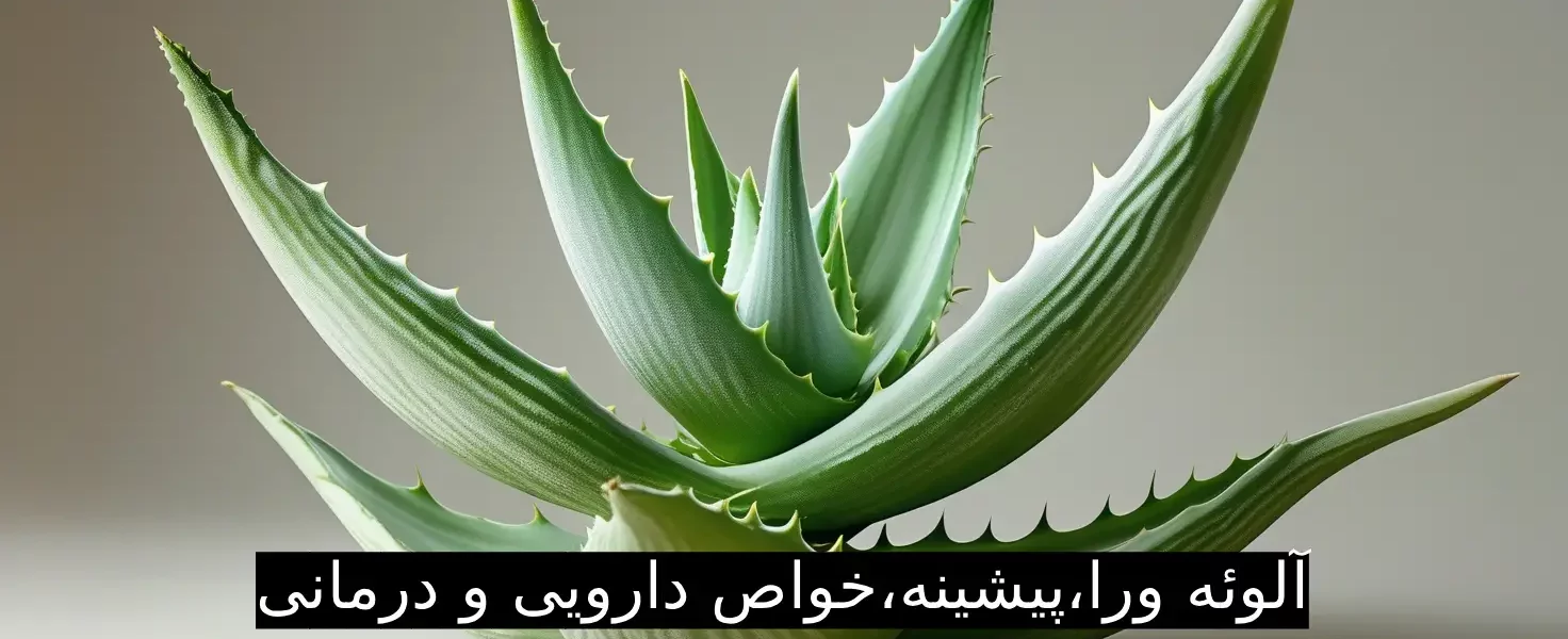 آلوئه ورا، پیشینه،خواص دارویی و درمانی
