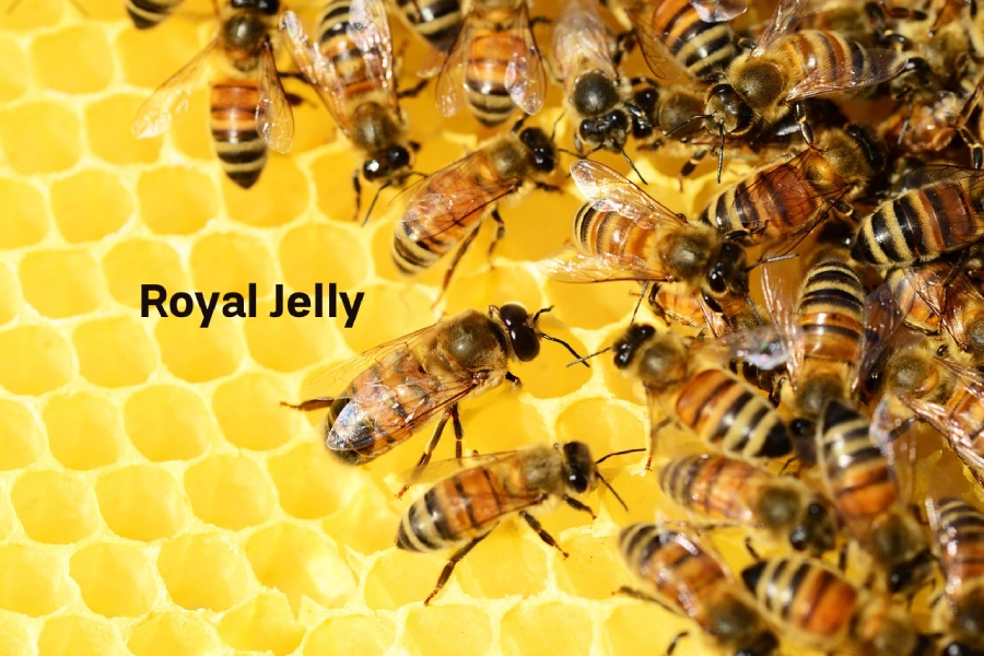 کپسول رویال ژلی