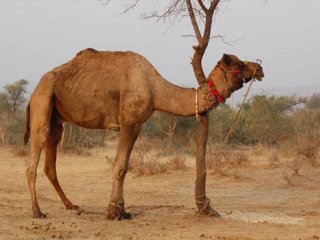 حکایت مرد شترسوار و مار؛ بازنوشت حکایتی از جوامع الحکایات. نویسنده: محمدرضا بیگی