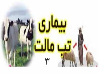 تب‌ مالت‌ (قسمت آخر)