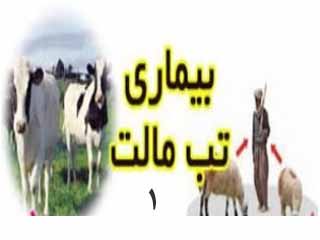 تب‌ مالت‌ (قسمت اول)