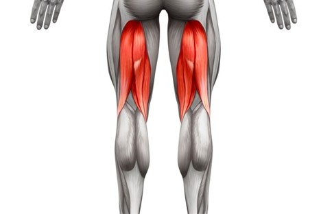 عضلات درگیر در دوچرخه سواری همسترینگ