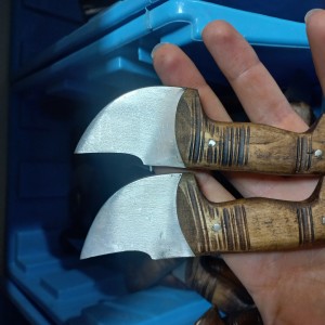 تیزی رضا پروانه