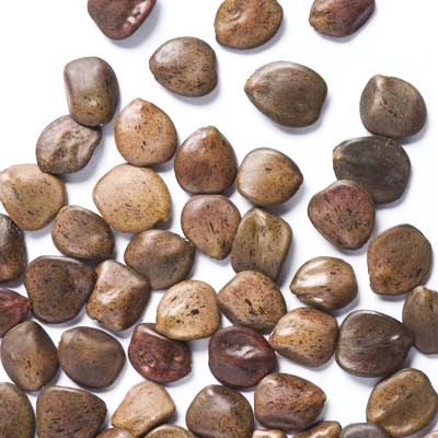 بذر درخت ابریشم مصری