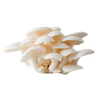 بذر قارچ صدفی سفید