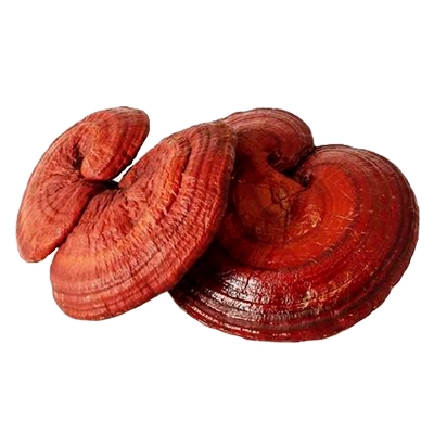 بذر قارچ گانودرما