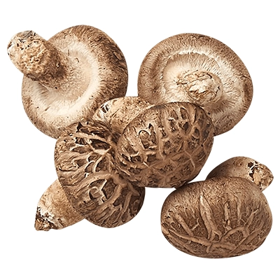 بذر قارچ شیتاکه