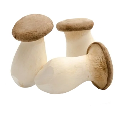 بذر قارچ شاه صدفی