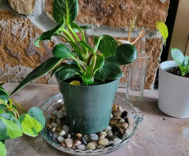 روش ساخت جزیره برای گلدان