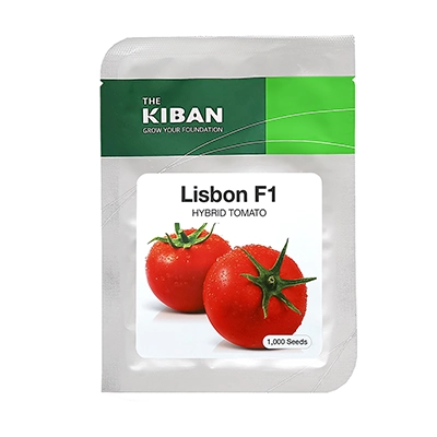 بذر گوجه فرنگی گلخانه ای هیبرید Lisbon کیبان