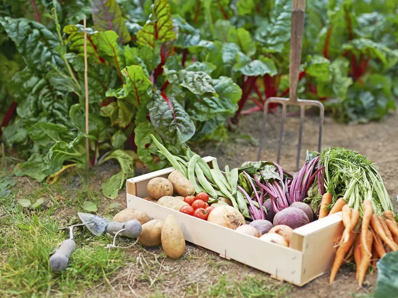 بهترین زمان کاشت بذر سبزیجات در ایران