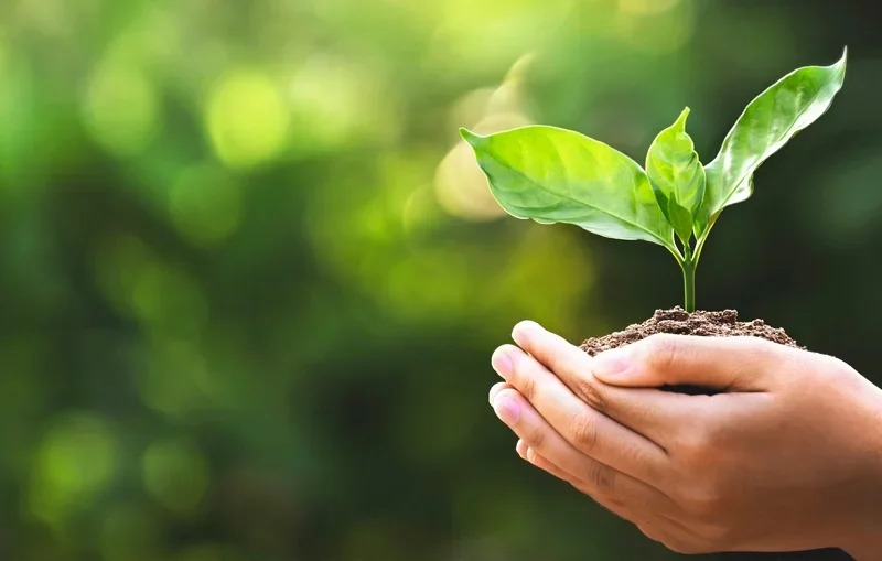 کشاورزی پایدار چیست و چه اصولی دارد؟