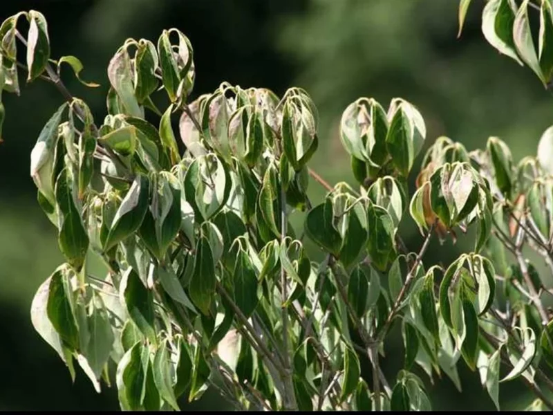 چطور بفهمیم گیاه دچار کم‌آبی شده یا گرمازدگی؟ (راهنمای علائم)