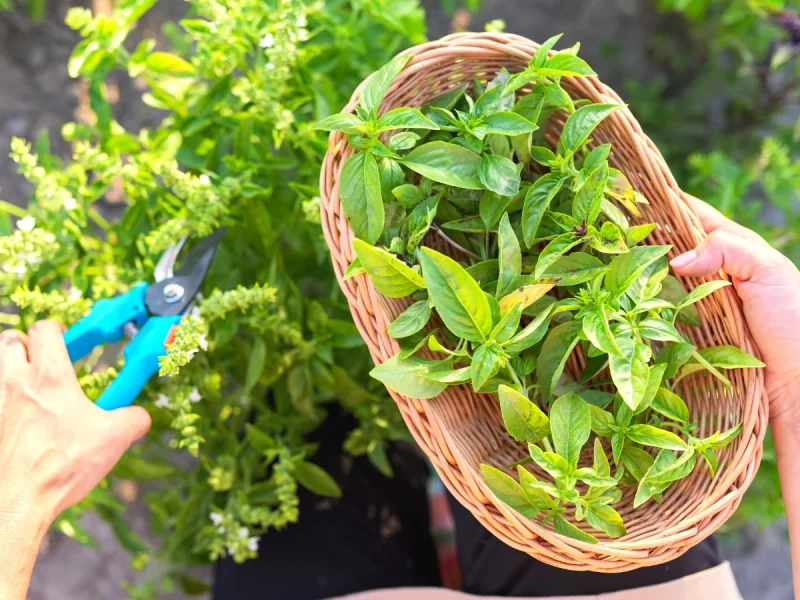 بهترین روش‌های برداشت و نگهداری ریحان، نعناع و سبزیجات معطر در تابستان