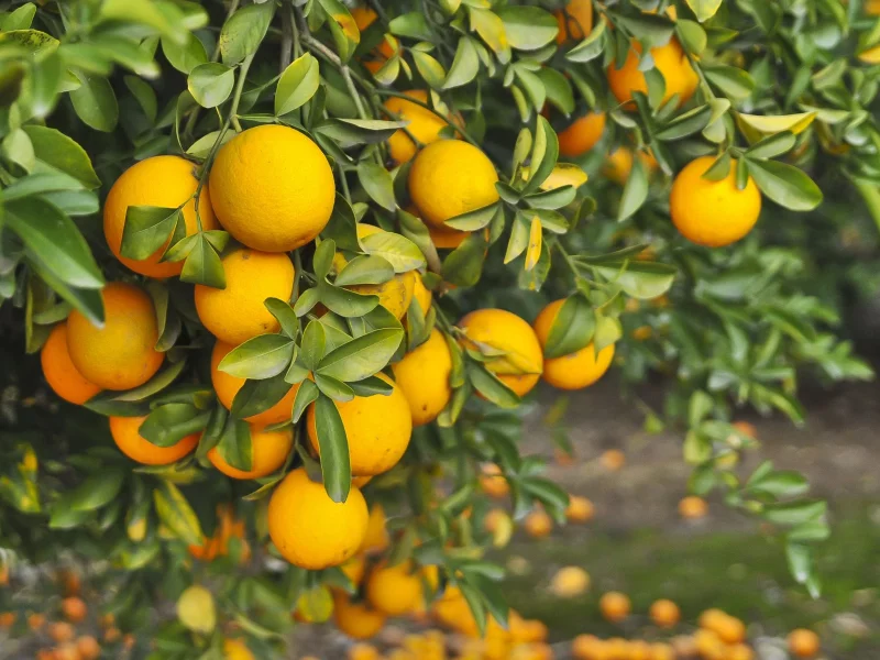 جلوگیری از ریزش میوه در درختان میوه‌ای که تابستانه بار می‌دهند