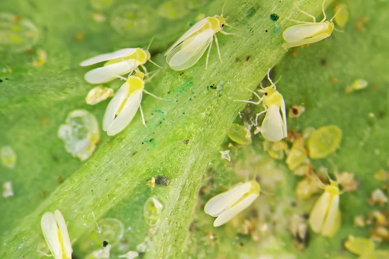 چطور از شته و مگس سفید در هوای گرم خلاص شویم؟