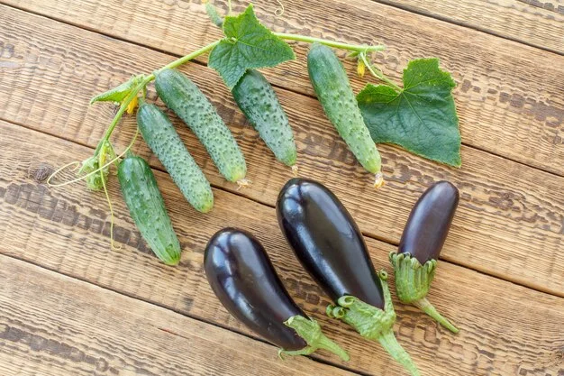 10 نکته طلایی در برداشت خیار و بادمجان برای افزایش باردهی