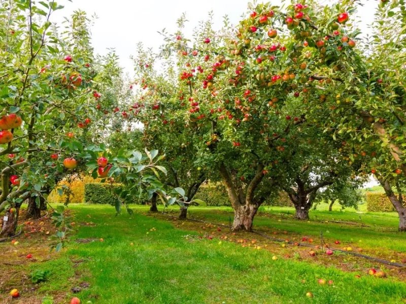 کوددهی تقویتی در اواخر تابستان:چه کودهایی مناسب‌اند؟