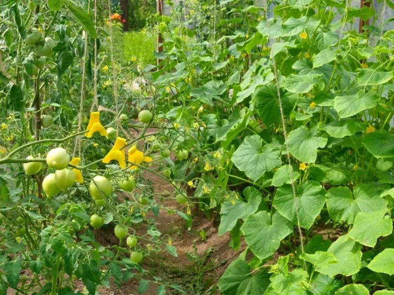 کاربرد کود فروت ست برای خیار و گوجه فرنگی در پایان تابستان