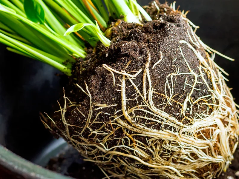 7 کود ریشه زا برای گیاهان اپارتمانی