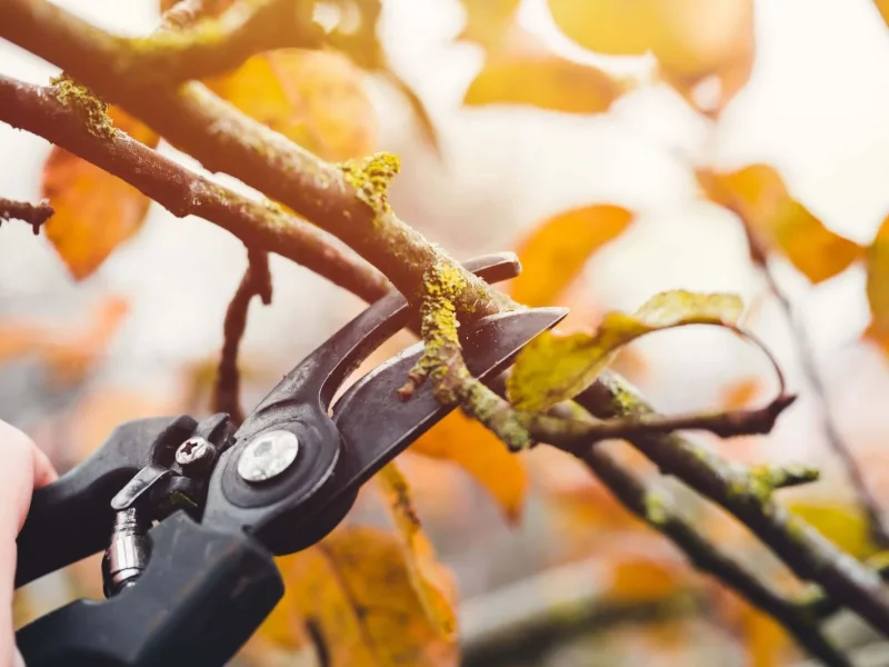 راهنمای انتخاب ابزار هرس مناسب برای پاییز