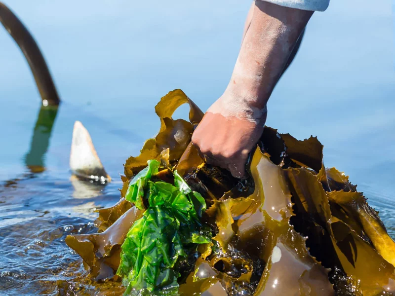 بهترین زمان مصرف کود جلبک دریایی در طول سال