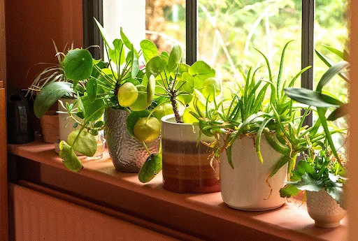 مهم ترین عناصر ریز مغذی مورد نیاز گیاهان آپارتمانی