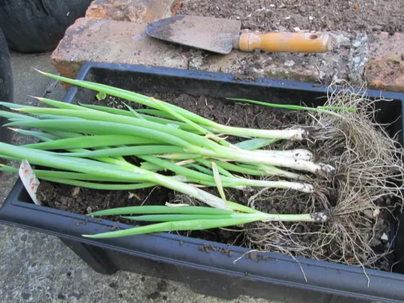 کاشت پیازچه و تره در پاییز در گلدان