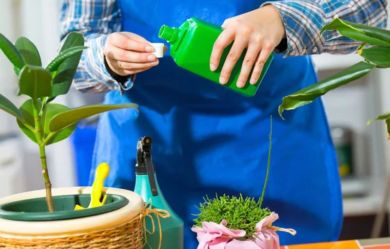 مقایسه کود جلبک دریایی با کود آهن برای گیاهان آپارتمانی