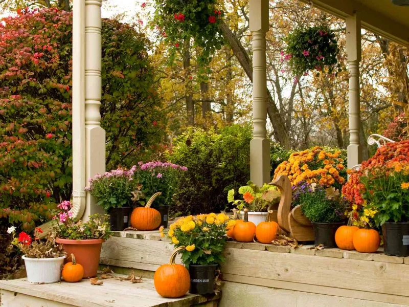 ۱۰ گیاهی که بهتر است در پاییز بکارید