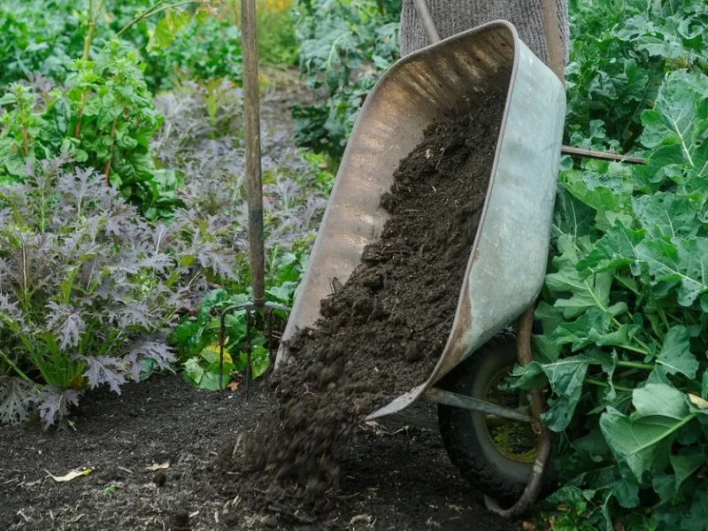 تقویت ریشه گیاهان با مالچ پاییزی