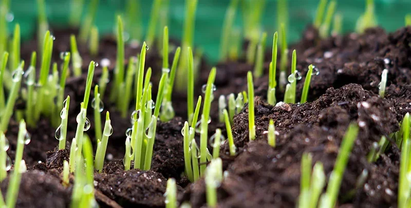 چرا پاییز بهترین فصل برای کاشت چمن است؟