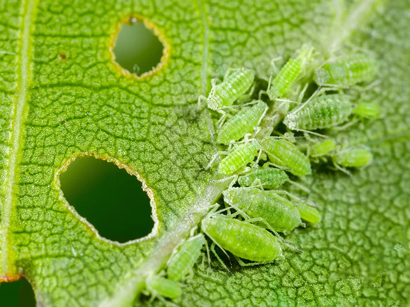 شناسایی سریع شته‌ های پاییزی روی درختان و مقابله با آن ها