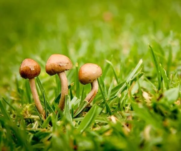 چگونه از بیماری‌های قارچی چمن در پاییز جلوگیری کنیم؟