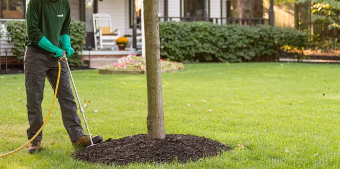 نقش ریزمغذی‌ ها در کوددهی پاییزی