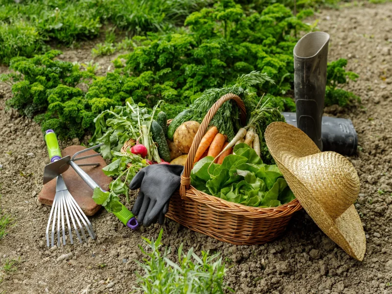 راهنمای انتخاب بهترین بذر سبزیجات مخصوص پاییز