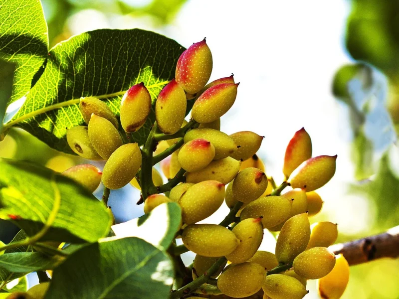 بهترین زمان مصرف کود جلبک دریایی در باغ های پسته