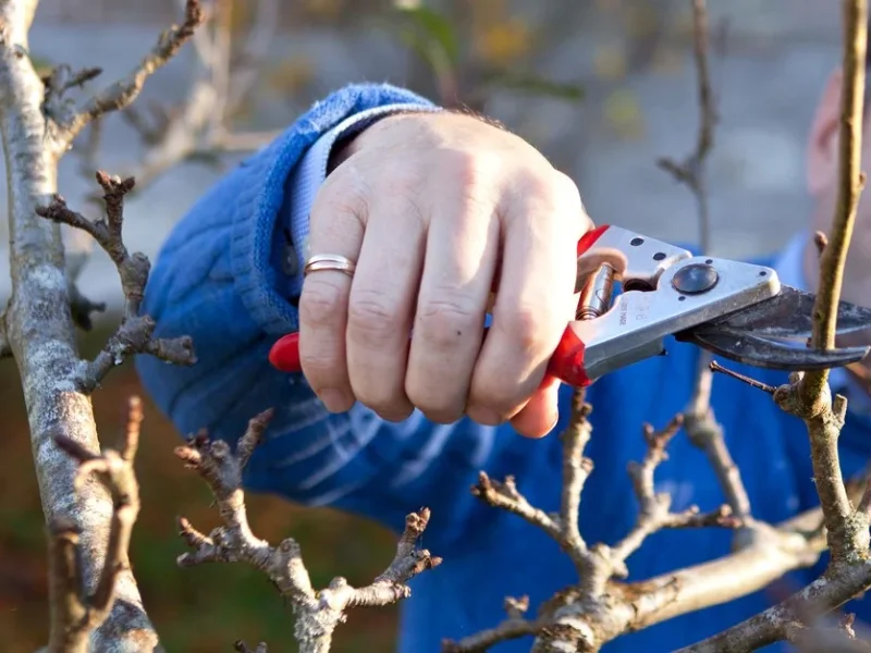 نکات مهم هرس پاییزی درختان میوه