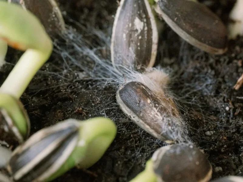 روش های ضدعفونی بذر