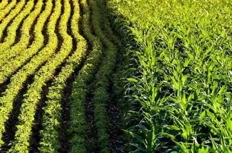 کشت مخلوط در کشاورزی و مزایای آن