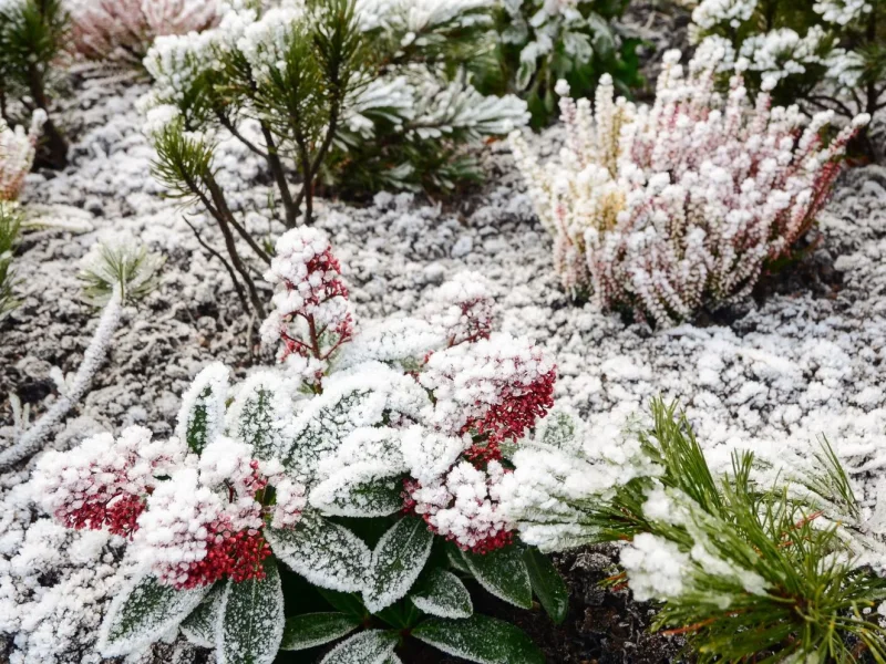 مهم ترین اقدامات نگهداری گیاهان حساس و گرمسیری در زمستان