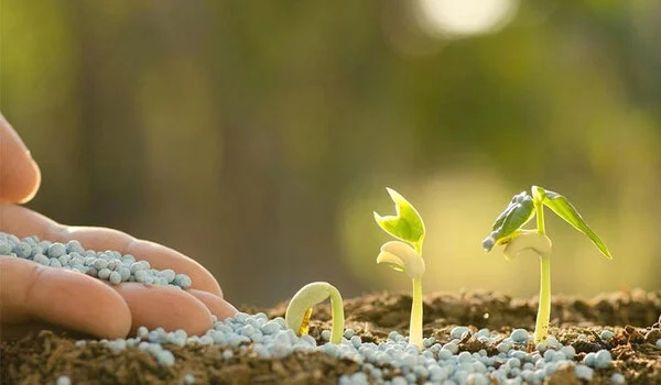 آیا استفاده بیش از حد از کود NPK به خاک آسیب می‌زند؟