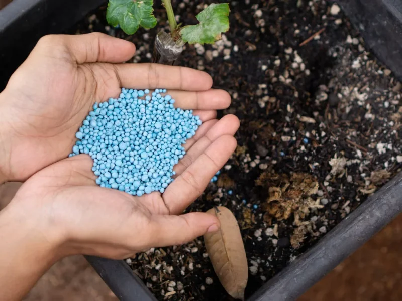 اشتباهات پنهان در کوددهی که کشاورزان آن را نادیده می گیرند