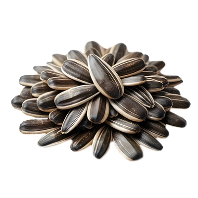 بذر آفتابگردان خوراکی فله