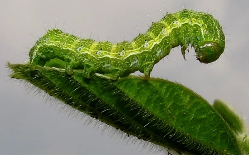 چرا سمپاشی بعضی آفات را از بین نمی‌برد؟