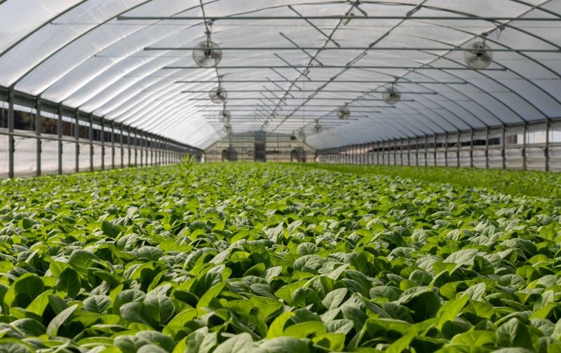 آینده کشت گلخانه ای در ایران چگونه خواهد بود؟