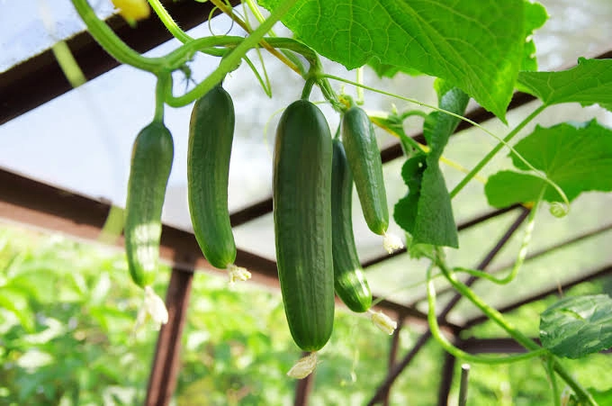 راهنمای کاشت خیار در خانه، از بذر تا برداشت